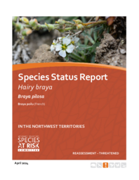 Species Status Report for Hairy braya (Braya pilosa) in the Northwest Territories