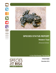 Species Status Report. Western Toad (Anaxyrus boreas) in the Northwest Territories