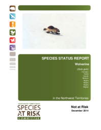 Species Status Report. Wolverine (Gulo gulo) in the Northwest Territories