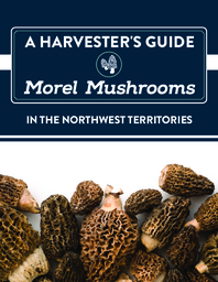 A Harvester's Guide to Morel Mushrooms in the Northwest Territories