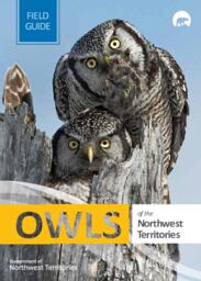 Owls of the Northwest Territories